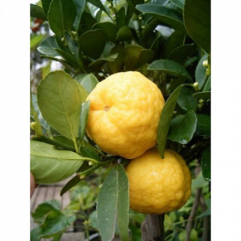 Цитрус Лиметта Пурша
