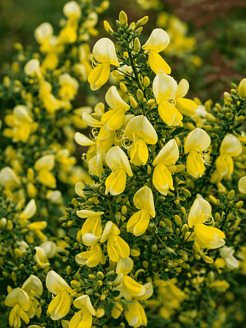 Ракитник Luna