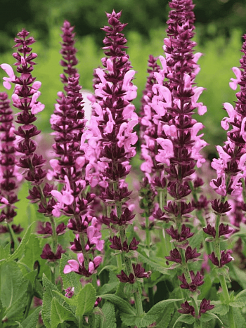 Шалфей дубравный Pink Paradise