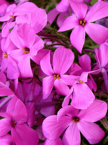 Флокс столоносный Home Fires