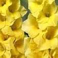 Гладиолус Limoncello