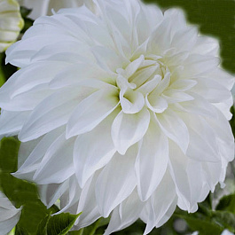 Георгина Декоративная Леди Либерти