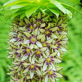 Эукомис двуцветный