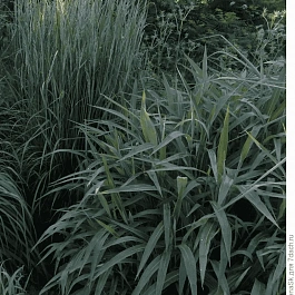 Молиния тростниковая