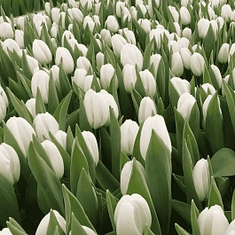 Тюльпан White flag