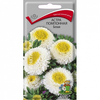 Астра помпонная Белая