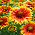Гайлардия гибридная Kobold