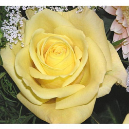 Роза чайно-гибридная Скайлайн