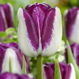 Тюльпан Триумф Хотпэнтс НАБОР 2ШТ (10+10)