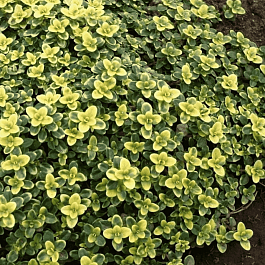 Тимьян лимоннопахнущий Doone Valley