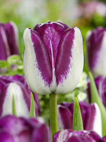 Тюльпан Триумф Хотпэнтс НАБОР 2ШТ (10+10)