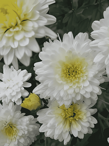 Хризантема корейская Элла