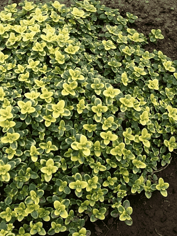 Тимьян лимоннопахнущий Doone Valley