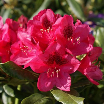 Рододендрон гибридный Нова Зембла