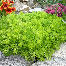 Седум отогнутый Лемон Болл