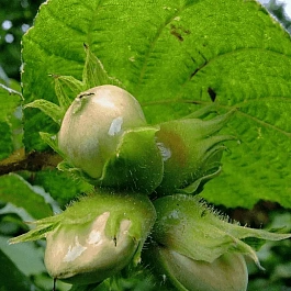 Фундук Nottingham Fruhe