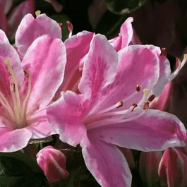 Рододендрон тупой Kermesina