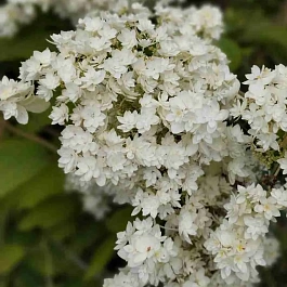Гортензия древовидная Звездная Россыпь