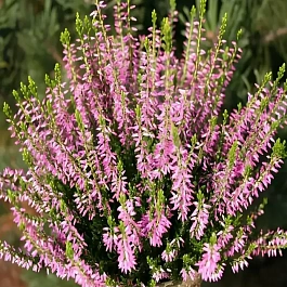 Вереск обыкновенный Maggy