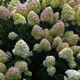 Гортензия метельчатая Петит Черри Гортензия метельчатая Петит Черри