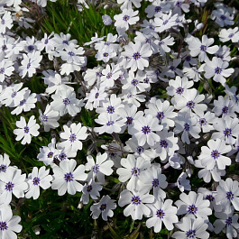 Флокс шиловидный Бавария