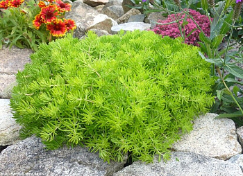 Седум отогнутый Лемон Болл