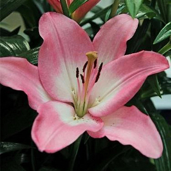 Лилия ЛА-гибрид Албуфейра Лилия ЛА-гибрид Албуфейра