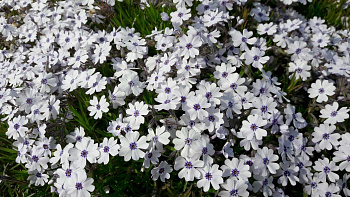 Флокс шиловидный Бавария Флокс шиловидный Бавария