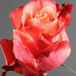 Роза чайно-гибридная 3D