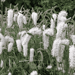 Кровохлебка лекарственная Burr Blanc