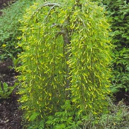 Акация желтая Валкер штамб