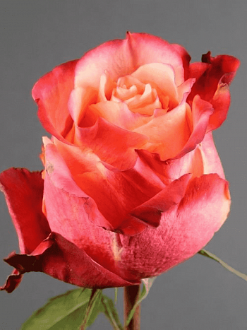 Роза чайно-гибридная 3D