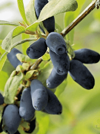 Жимолость плодовая Candy blue  (Lawina)