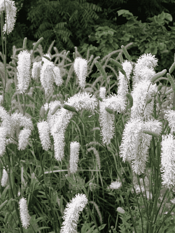 Кровохлебка лекарственная Burr Blanc