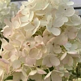 Гортензия метельчатая Milk and honey