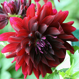 Георгина Декоративная Рип Сити