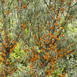 Облепиха крушиновидная Fresdorfer Orange