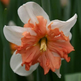 Нарцисс с расщеплённой коронкой Эппл Пай