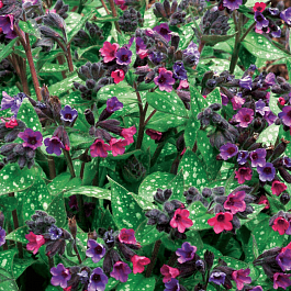 Медуница гибридная Victorian Brooch