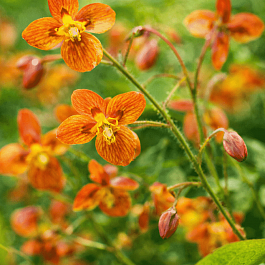 Горянка Orange Queen