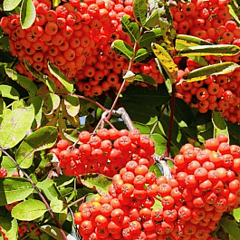 Рябина сладкоплодная Сорбинка