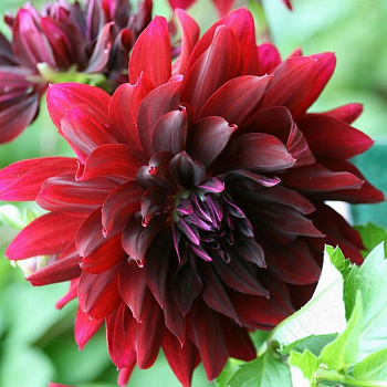 Георгина Декоративная Рип Сити