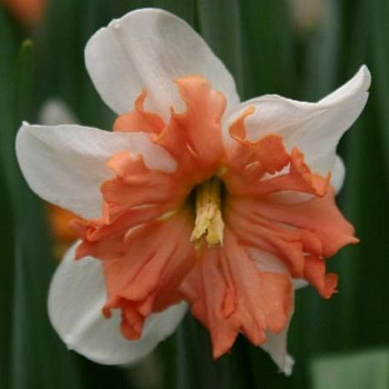 Нарцисс с расщеплённой коронкой Эппл Пай