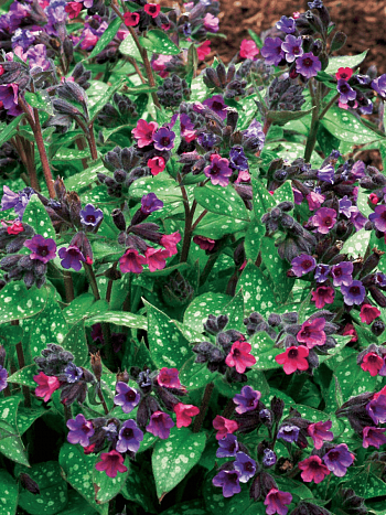 Медуница гибридная Victorian Brooch