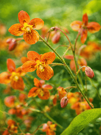 Горянка Orange Queen