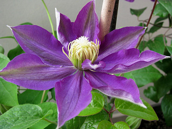 Клематис крупноцветковый Хакуокан