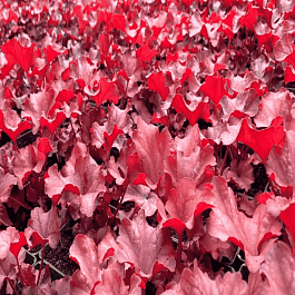 Гейхера Paprica