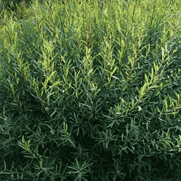 Ива пурпурная Usni