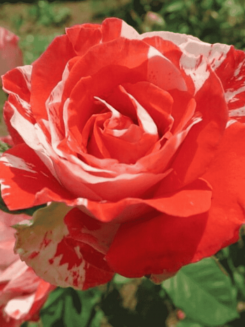 Роза Чайно-гибридная Orange intuition