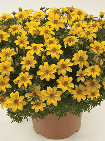 Биденс Port Royal 21